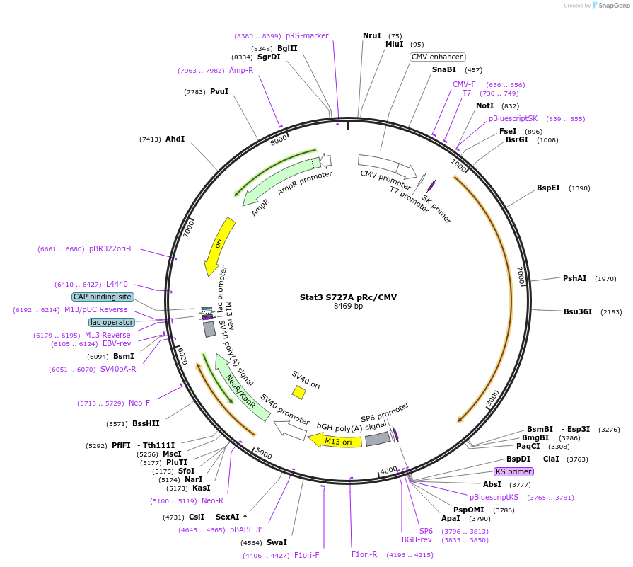 8708-plasmid-map-sequence-id-150361