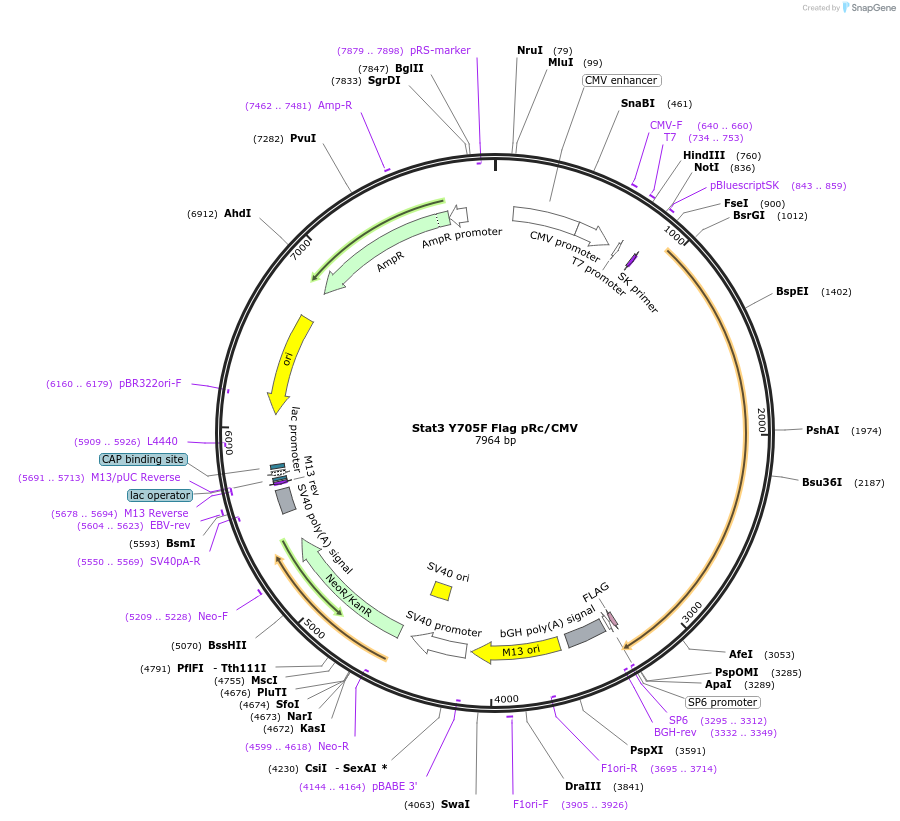 8709-plasmid-map-sequence-id-150365