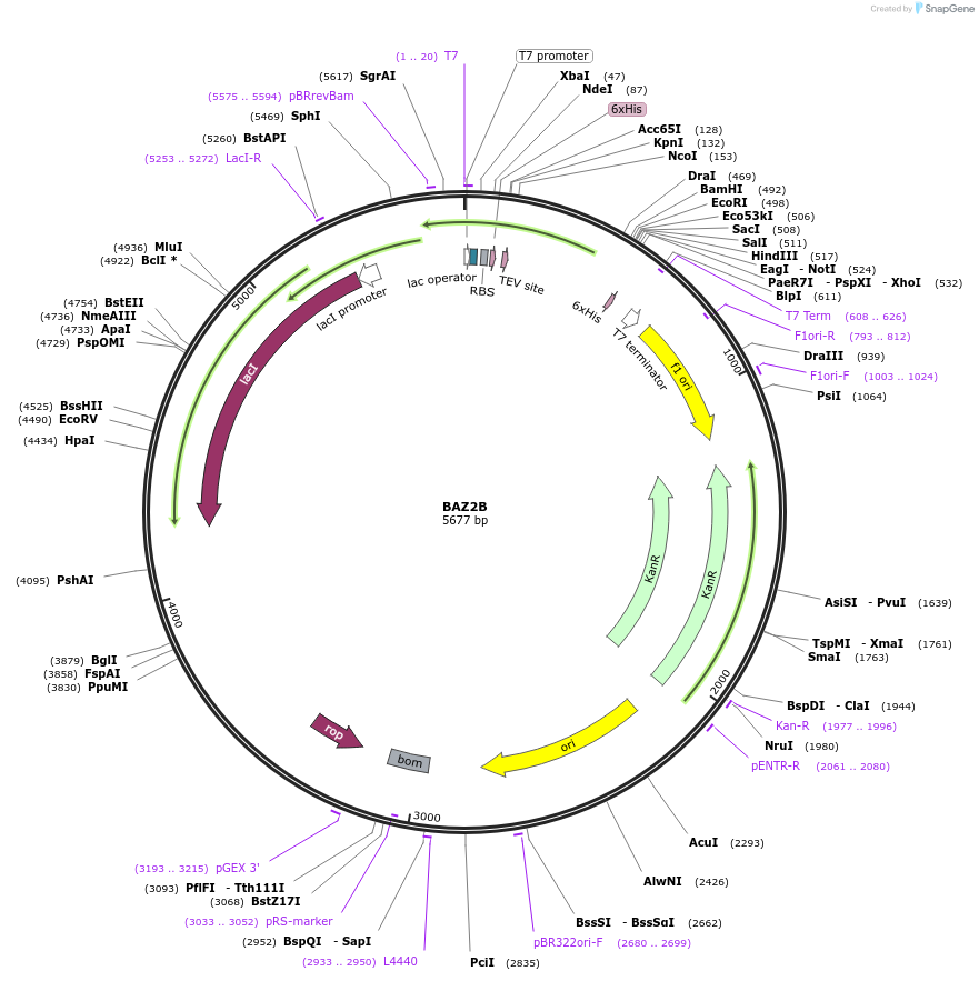 73229-plasmid-map-sequence-id-150421