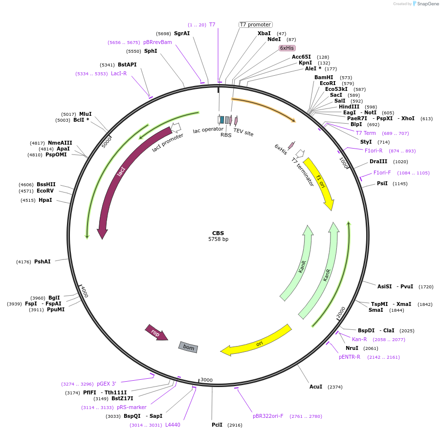 73238-plasmid-map-sequence-id-150431