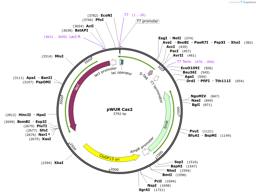 80090-plasmid-map-sequence-id-150464
