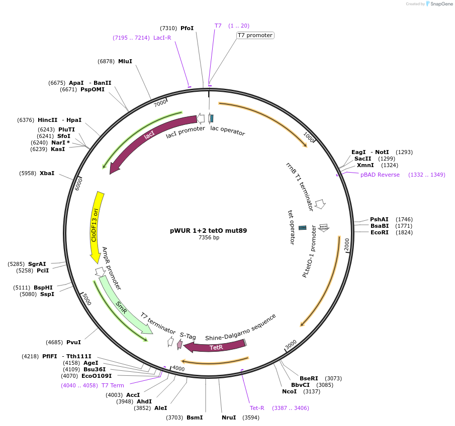 80102-plasmid-map-sequence-id-150476