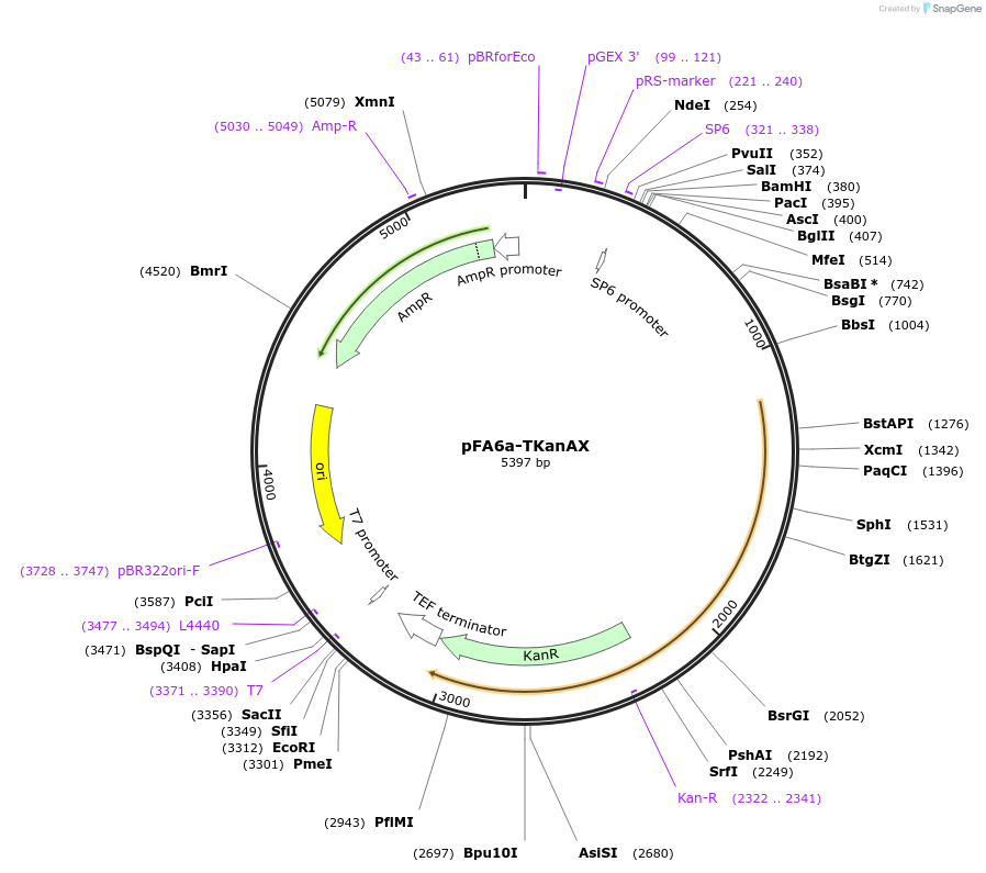 73896-plasmid-map-sequence-id-150488