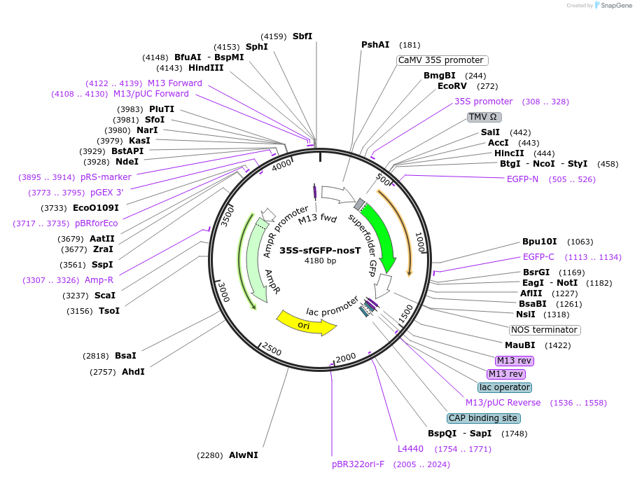 80129-plasmid-map-sequence-id-150625