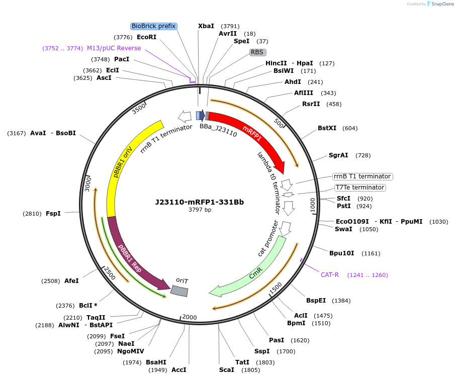 78277-plasmid-map-sequence-id-150648