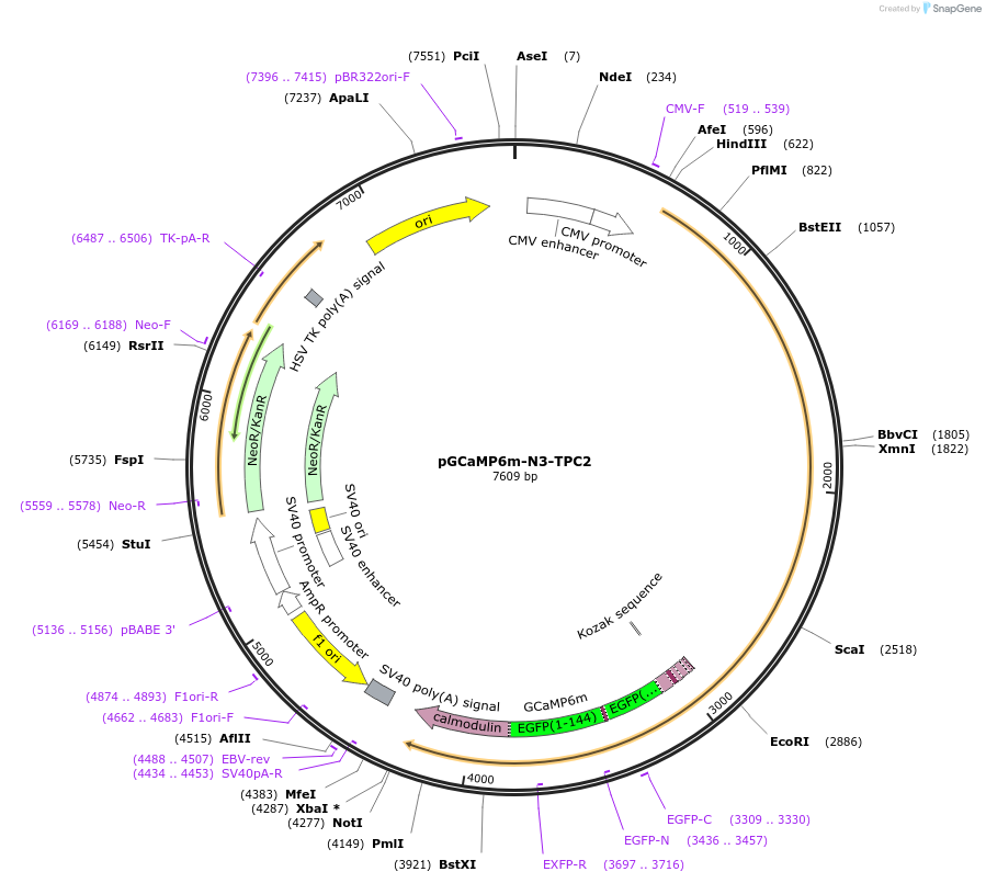 80147-plasmid-map-sequence-id-150677