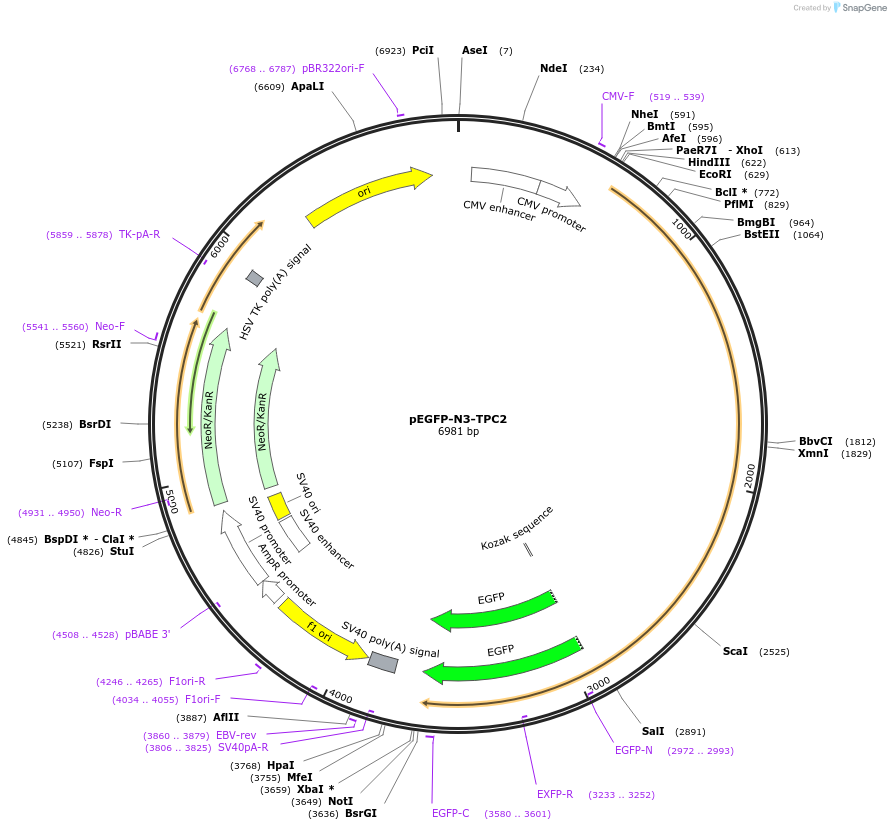 80153-plasmid-map-sequence-id-150700