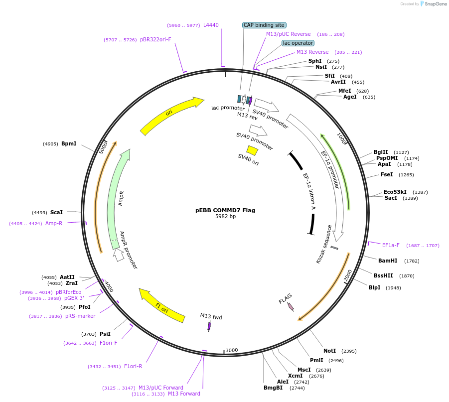 74899-plasmid-map-sequence-id-150709