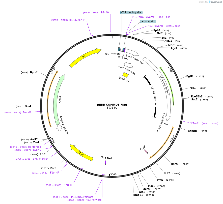74900-plasmid-map-sequence-id-150710