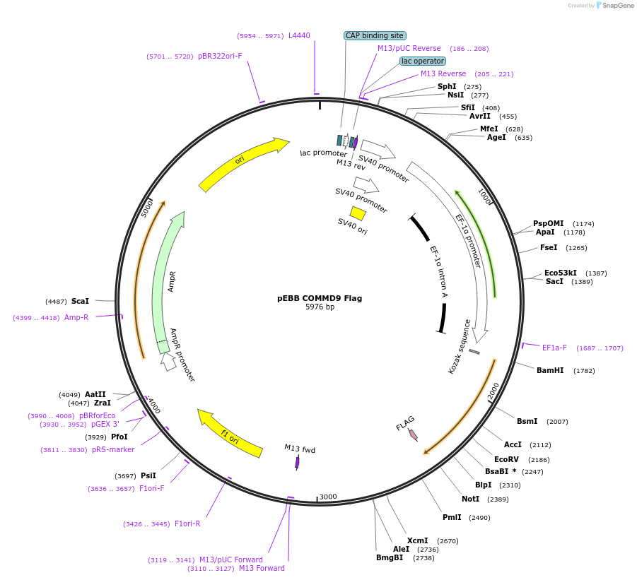 74901-plasmid-map-sequence-id-150711