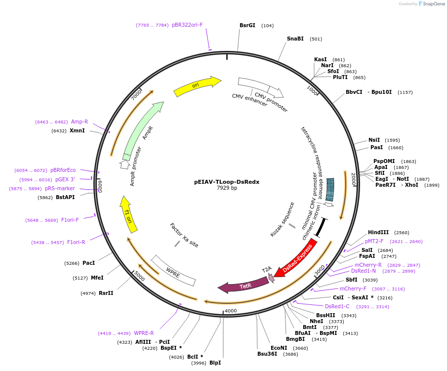 80162-plasmid-map-sequence-id-150732