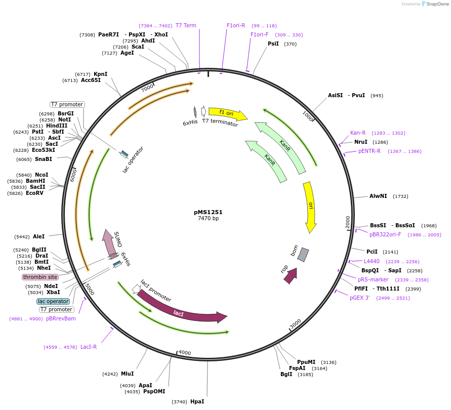 80163-plasmid-map-sequence-id-150737