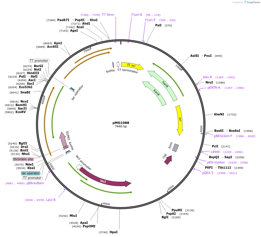 80159-plasmid-map-sequence-id-150741