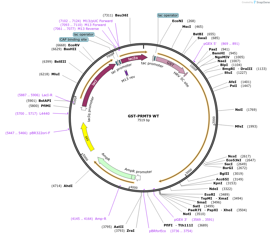 67607-plasmid-map-sequence-id-150753