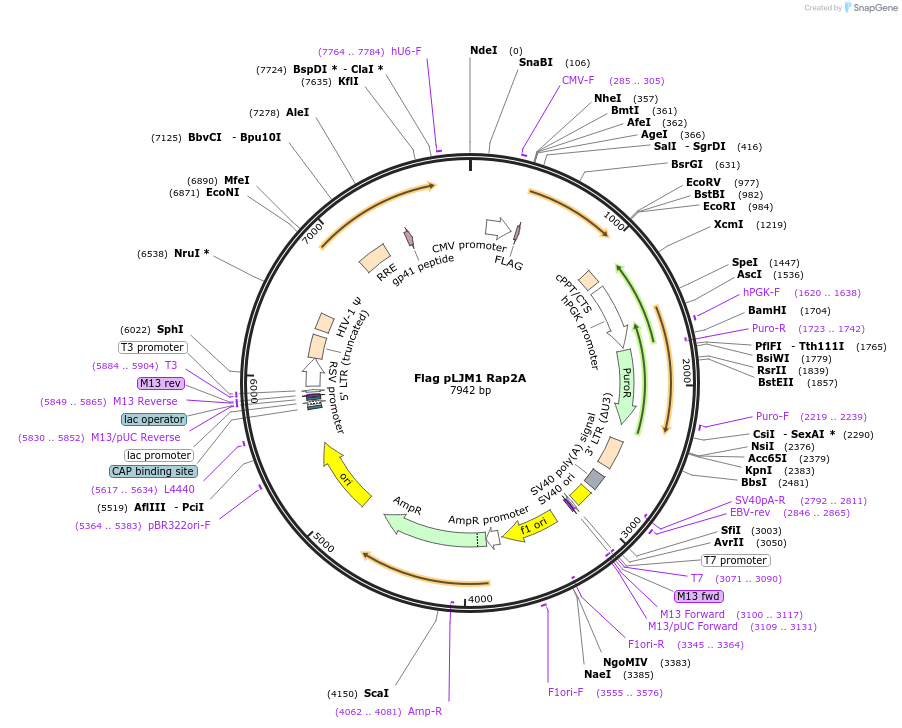 19311-plasmid-map-sequence-id-150768