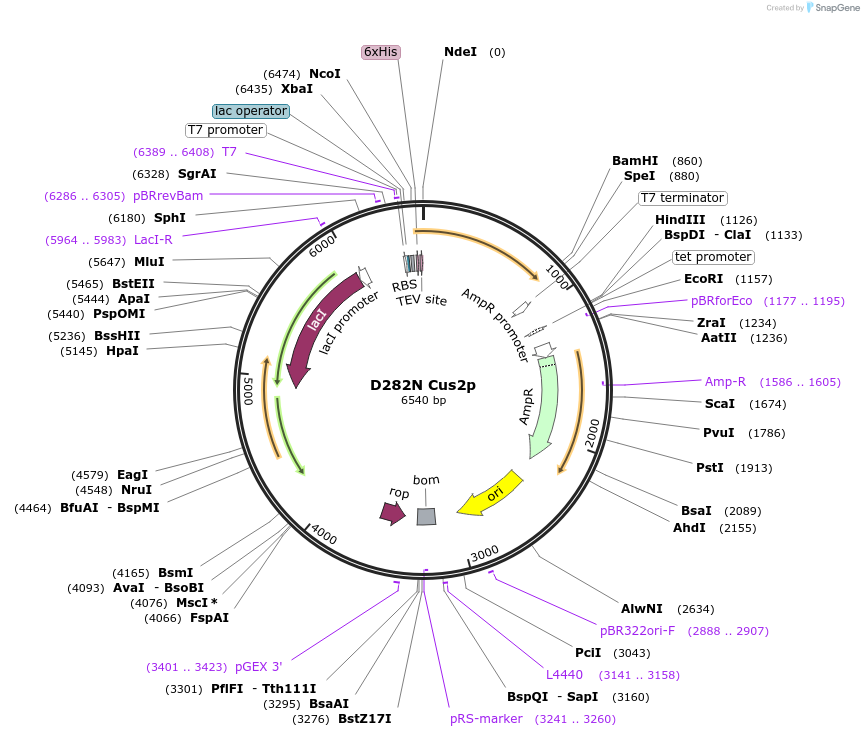 73060-plasmid-map-sequence-id-150798