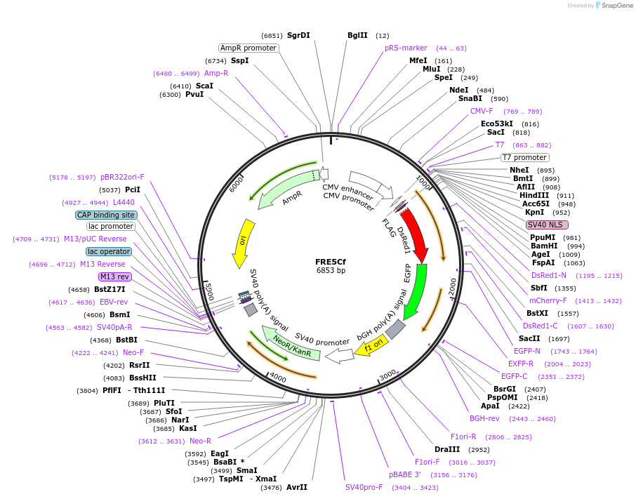 62378-plasmid-map-sequence-id-150806
