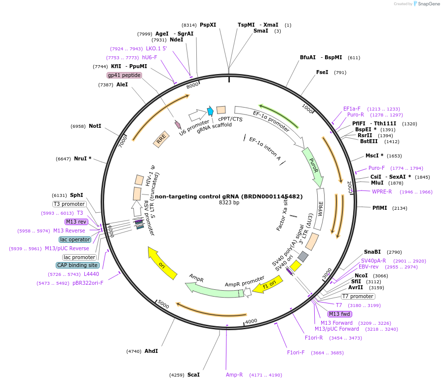 80250-plasmid-map-sequence-id-150978