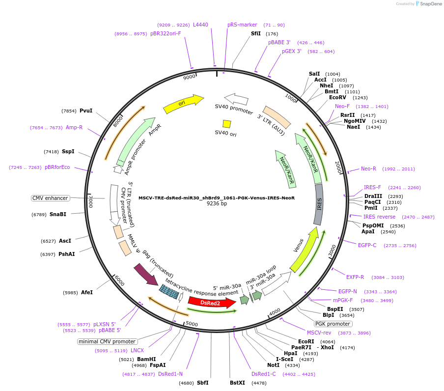 75135-plasmid-map-sequence-id-151124