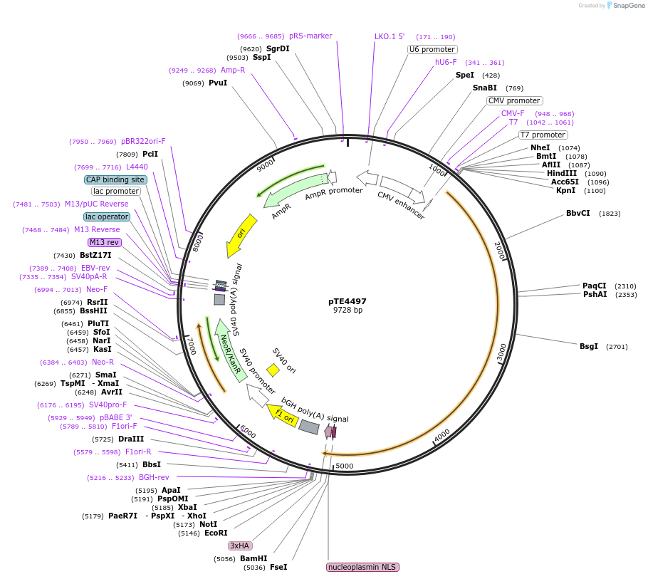 80339-plasmid-map-sequence-id-151162