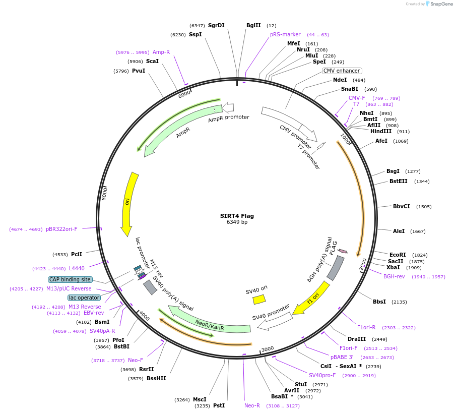 13815-plasmid-map-sequence-id-151245