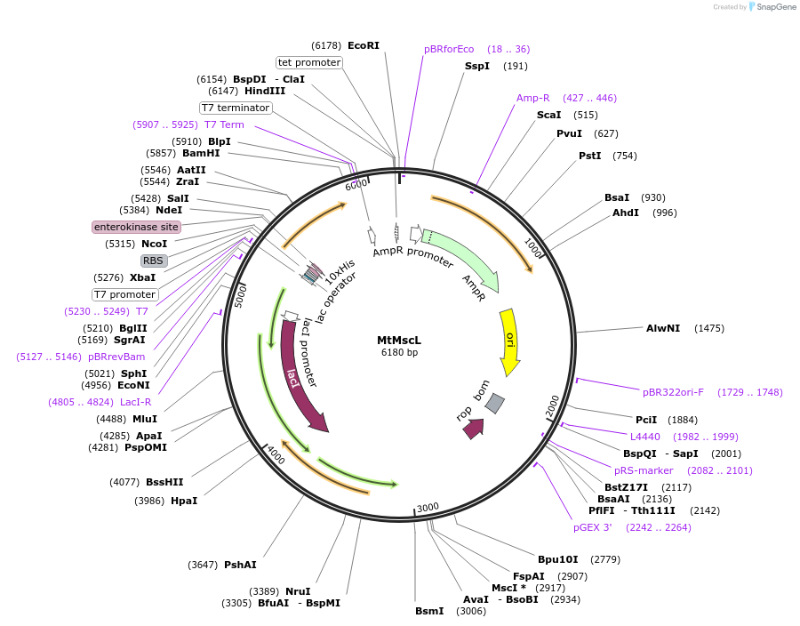 79028-plasmid-map-sequence-id-151276