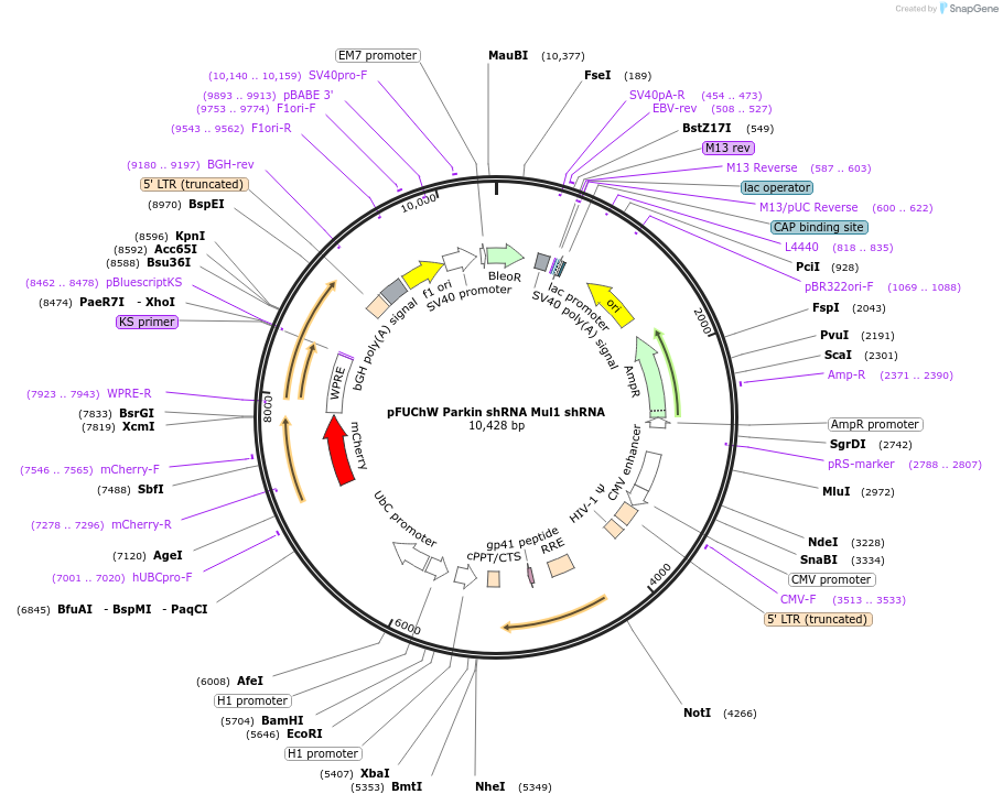 78523-plasmid-map-sequence-id-151318