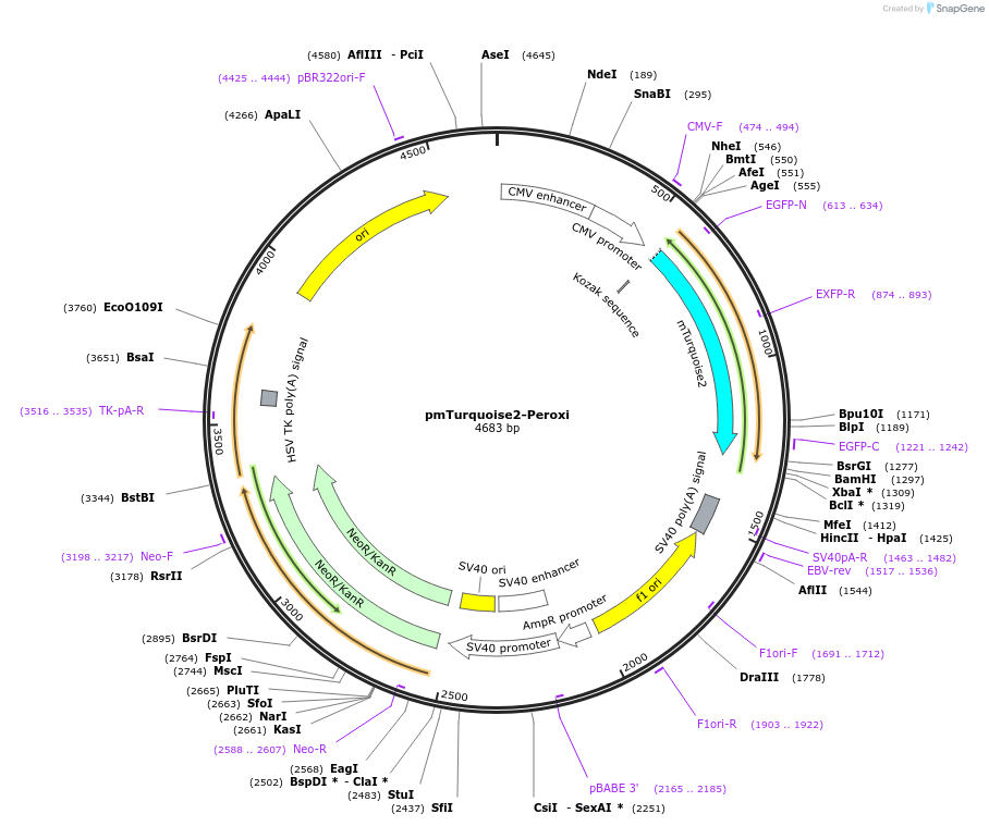36203-plasmid-map-sequence-id-151349