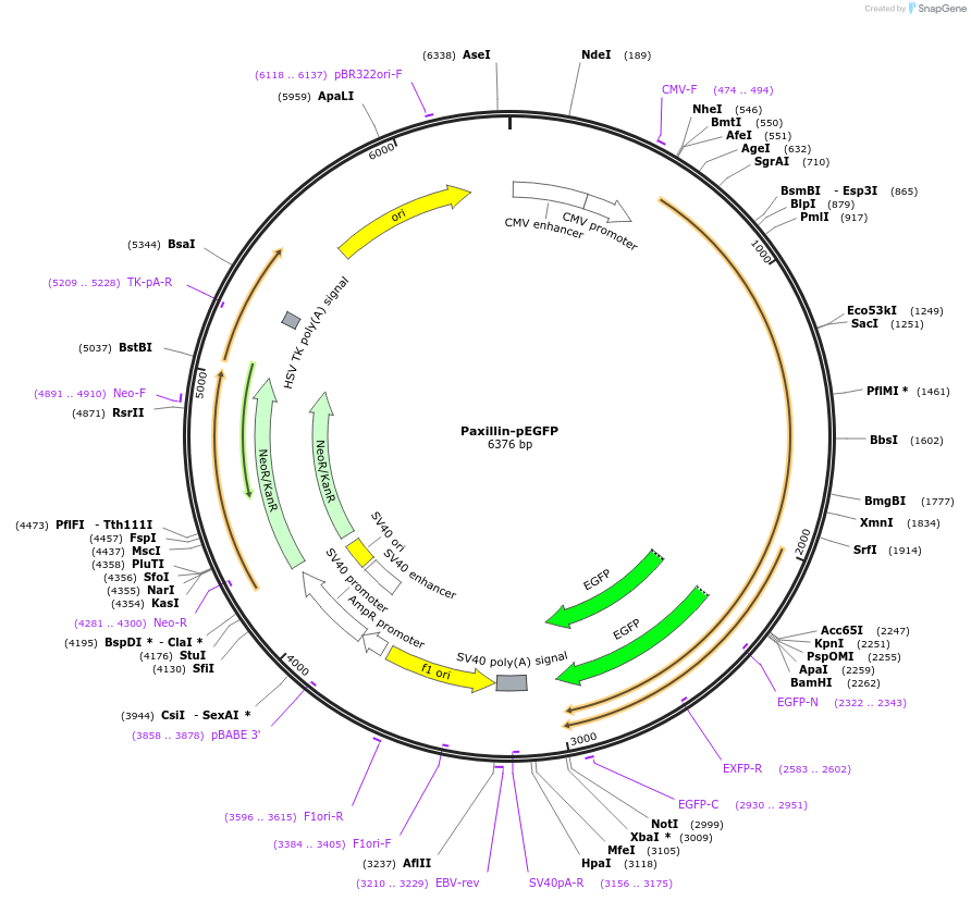 15233-plasmid-map-sequence-id-151353