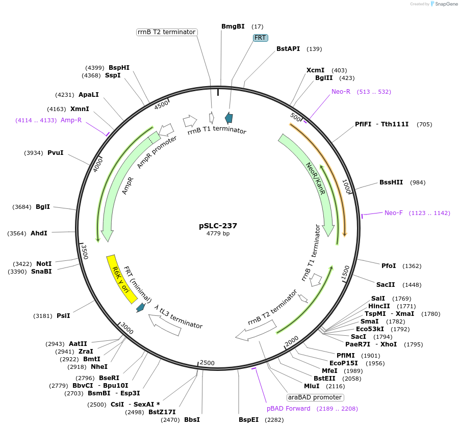 73191-plasmid-map-sequence-id-151362