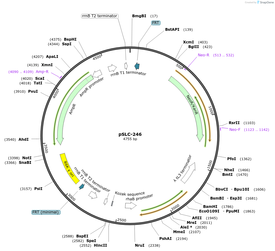 73190-plasmid-map-sequence-id-151367