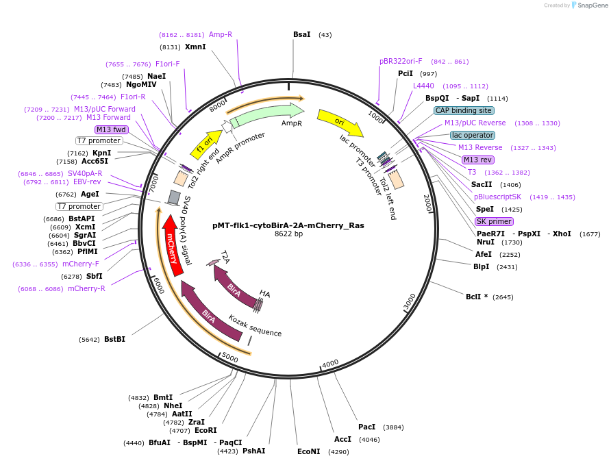 80056-plasmid-map-sequence-id-151372