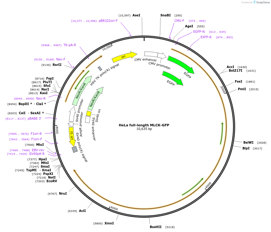 46316-plasmid-map-sequence-id-151377