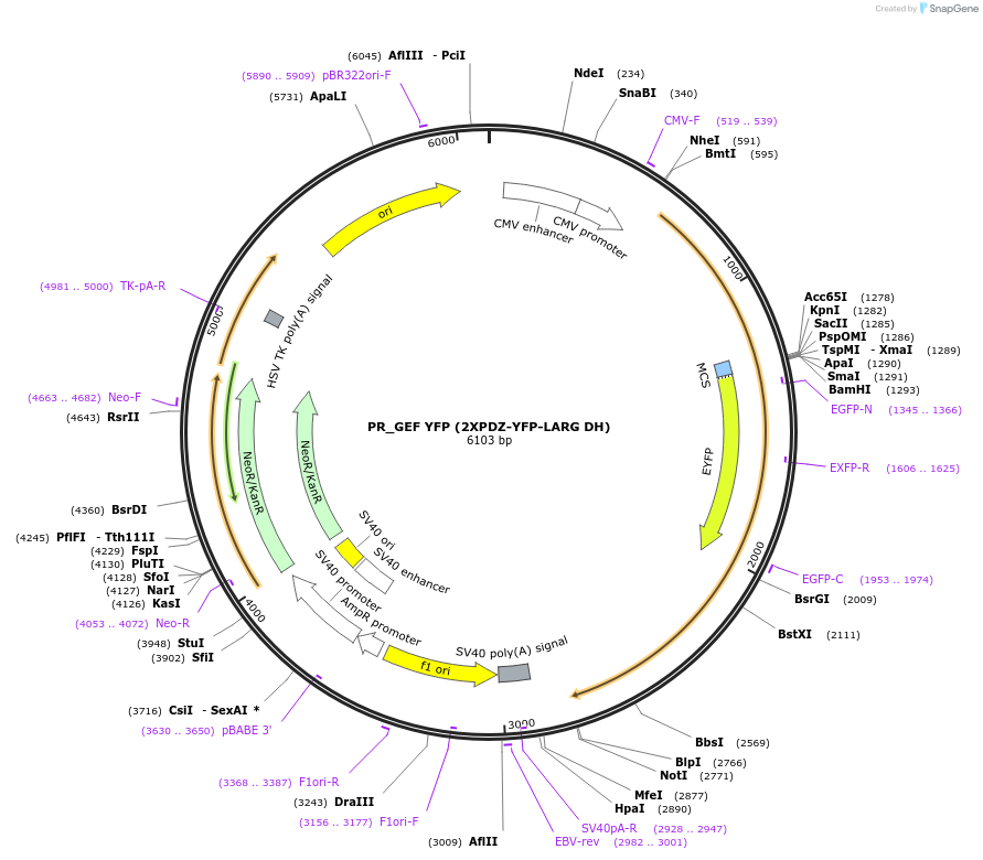 80408-plasmid-map-sequence-id-151385