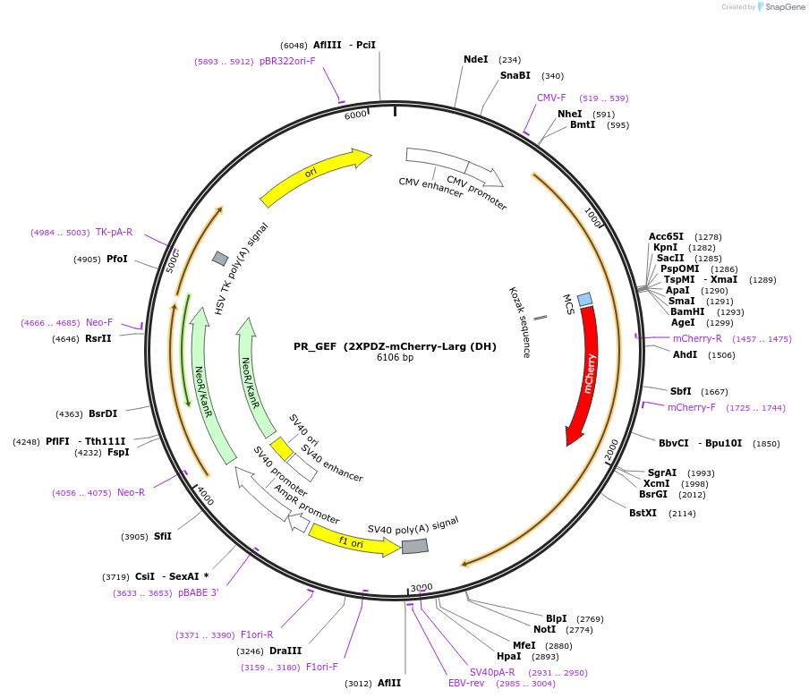 80407-plasmid-map-sequence-id-151386