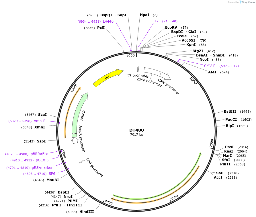 80413-plasmid-map-sequence-id-151399