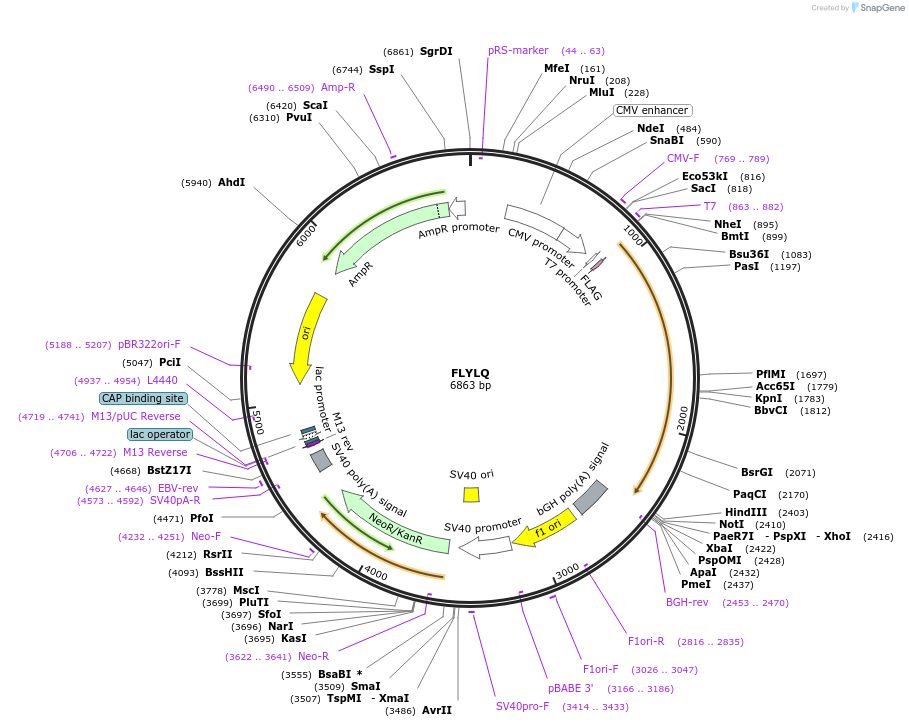 80421-plasmid-map-sequence-id-151416