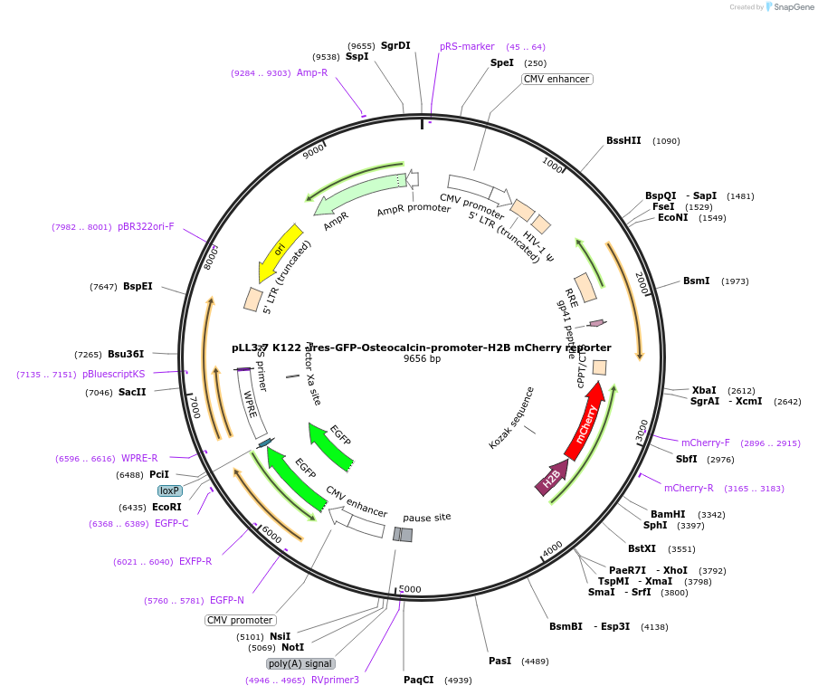 68714-plasmid-map-sequence-id-151426