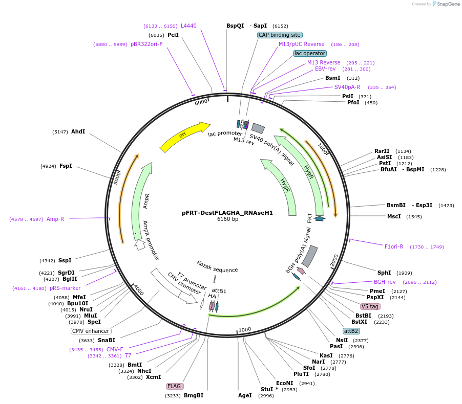 65783-plasmid-map-sequence-id-151430