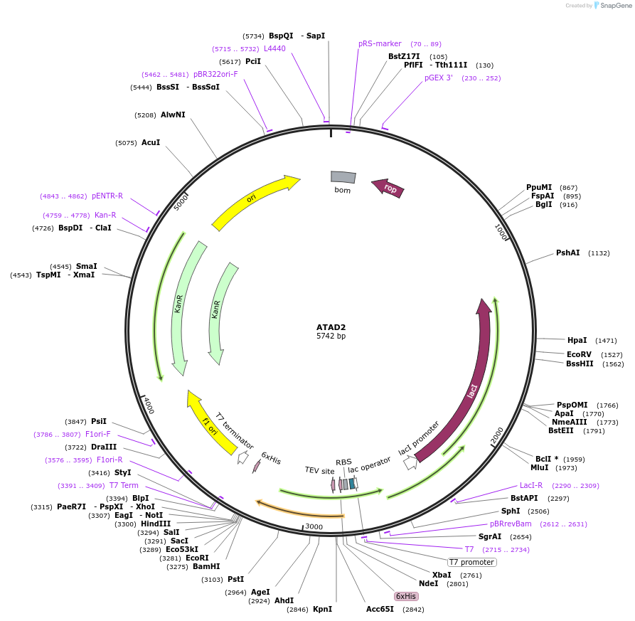 38916-plasmid-map-sequence-id-151434
