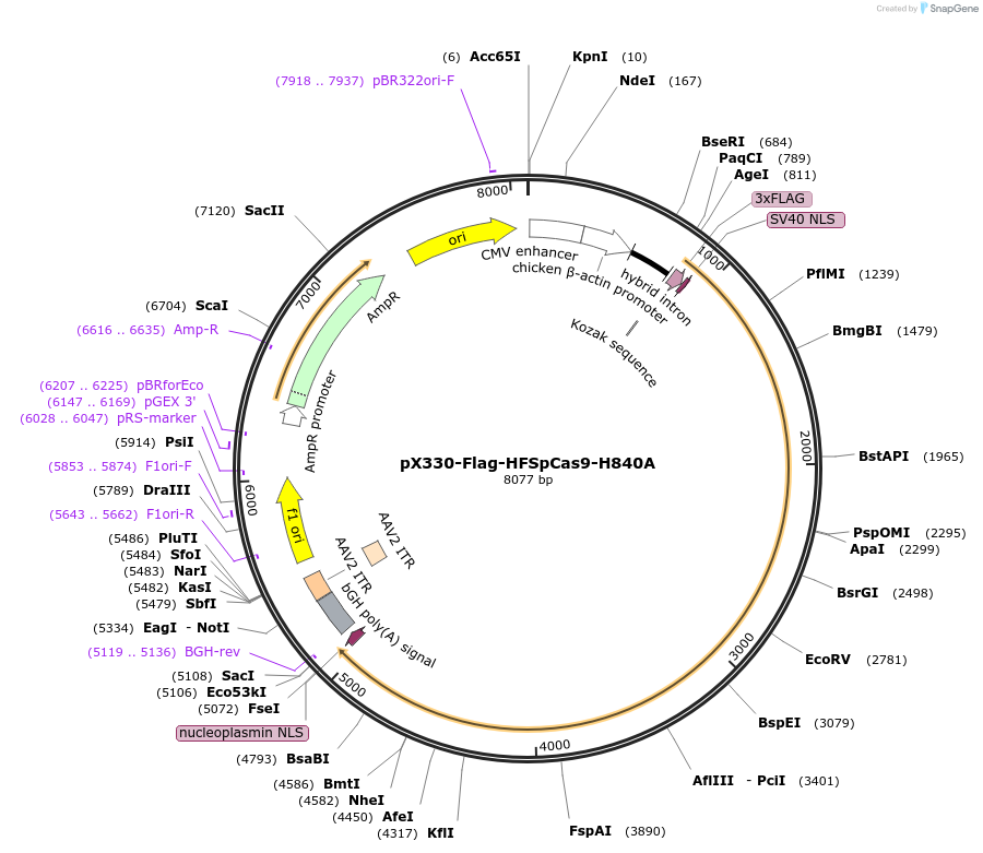 80455-plasmid-map-sequence-id-151476