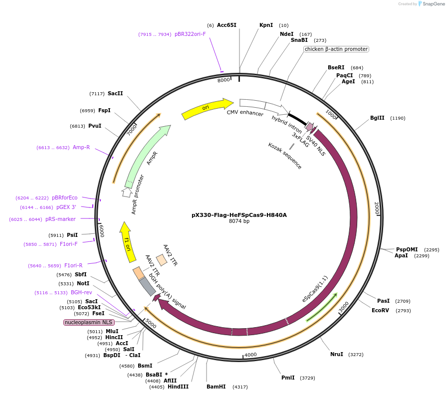 80456-plasmid-map-sequence-id-151478