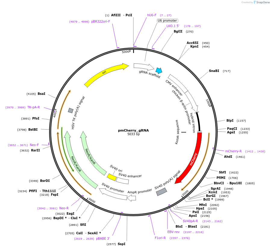 80457-plasmid-map-sequence-id-151482