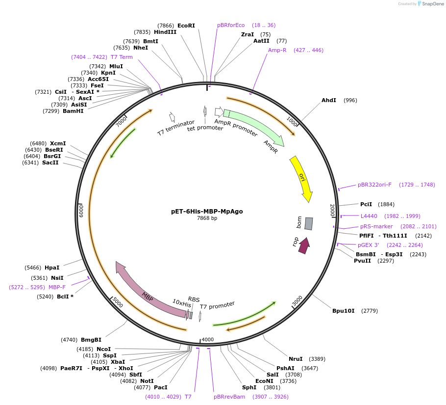 79249-plasmid-map-sequence-id-151486