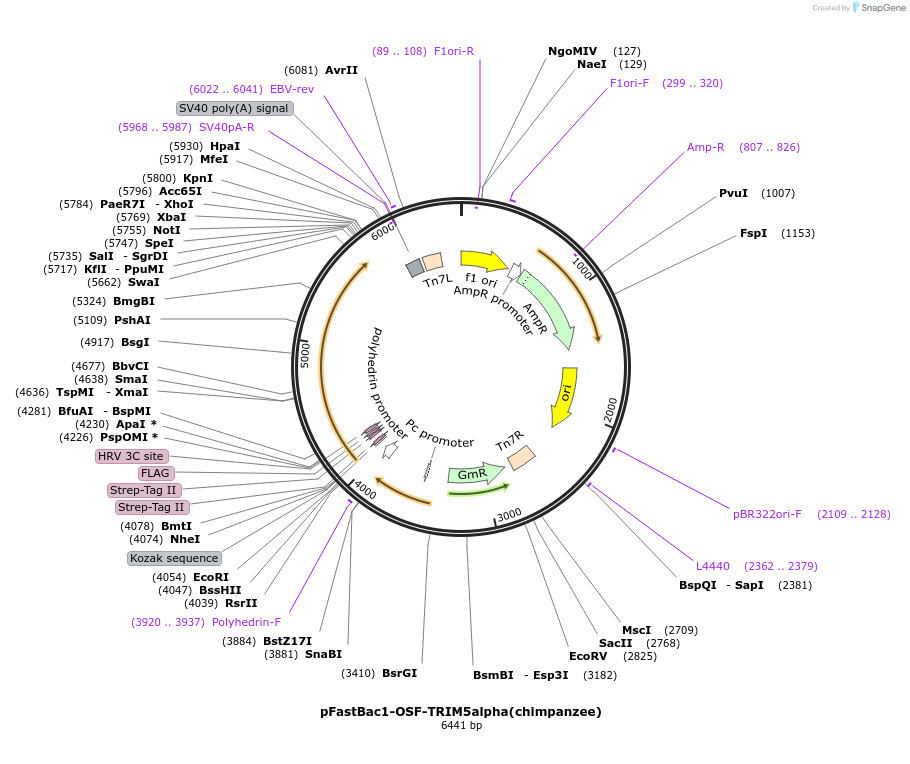 79032-plasmid-map-sequence-id-151490