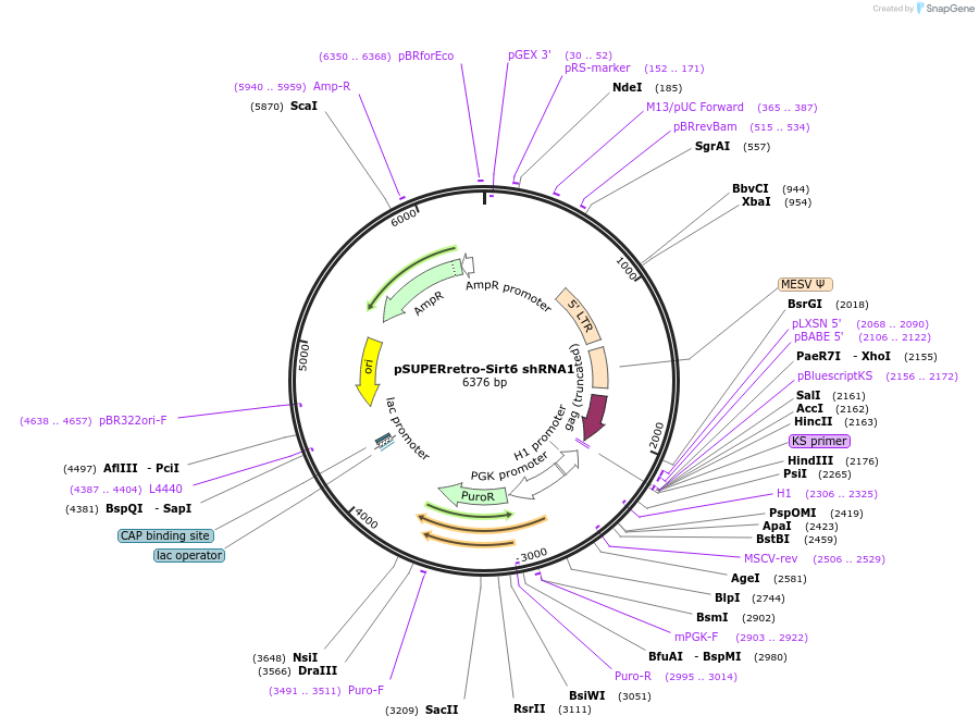 53147-plasmid-map-sequence-id-151500