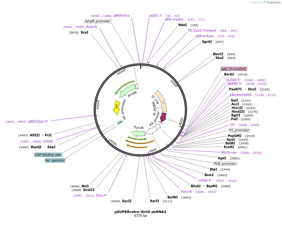 53148-plasmid-map-sequence-id-151502