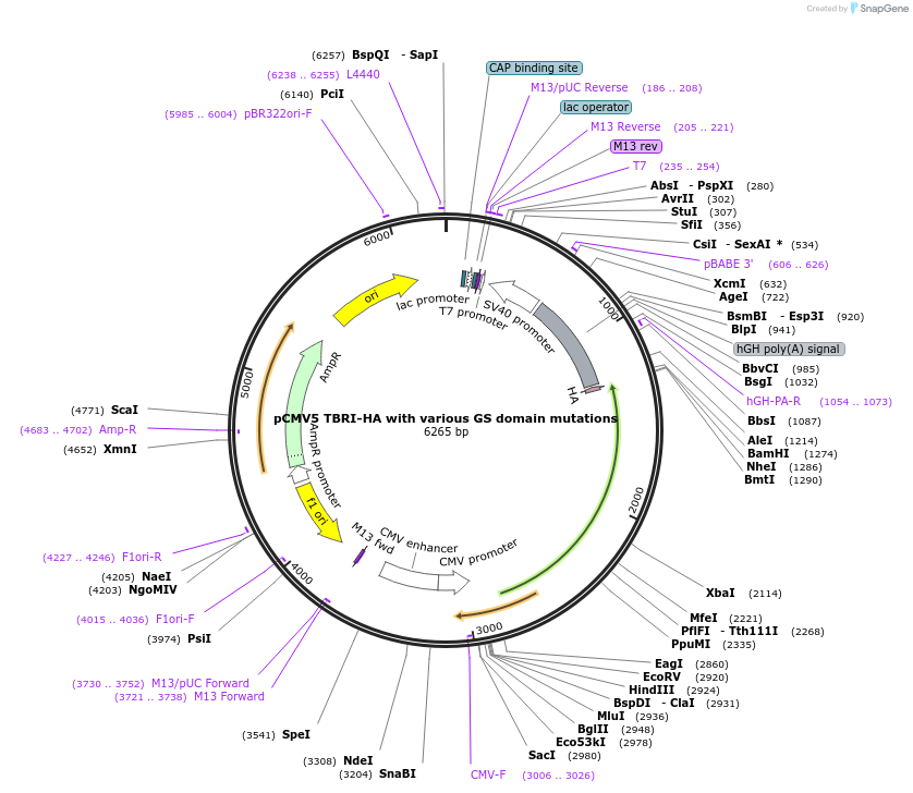 19162-plasmid-map-sequence-id-151504