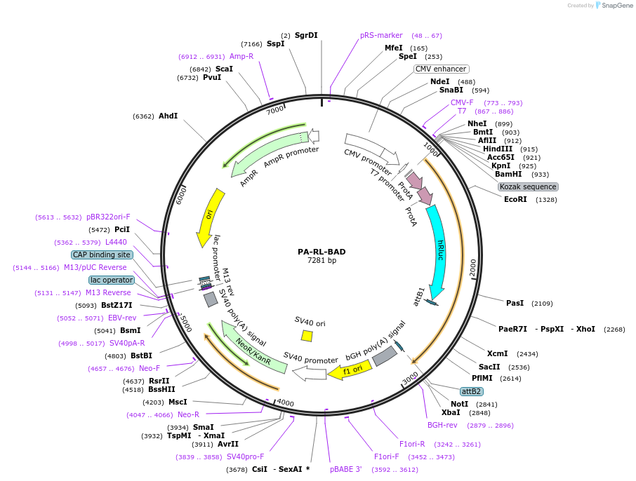 78859-plasmid-map-sequence-id-151553