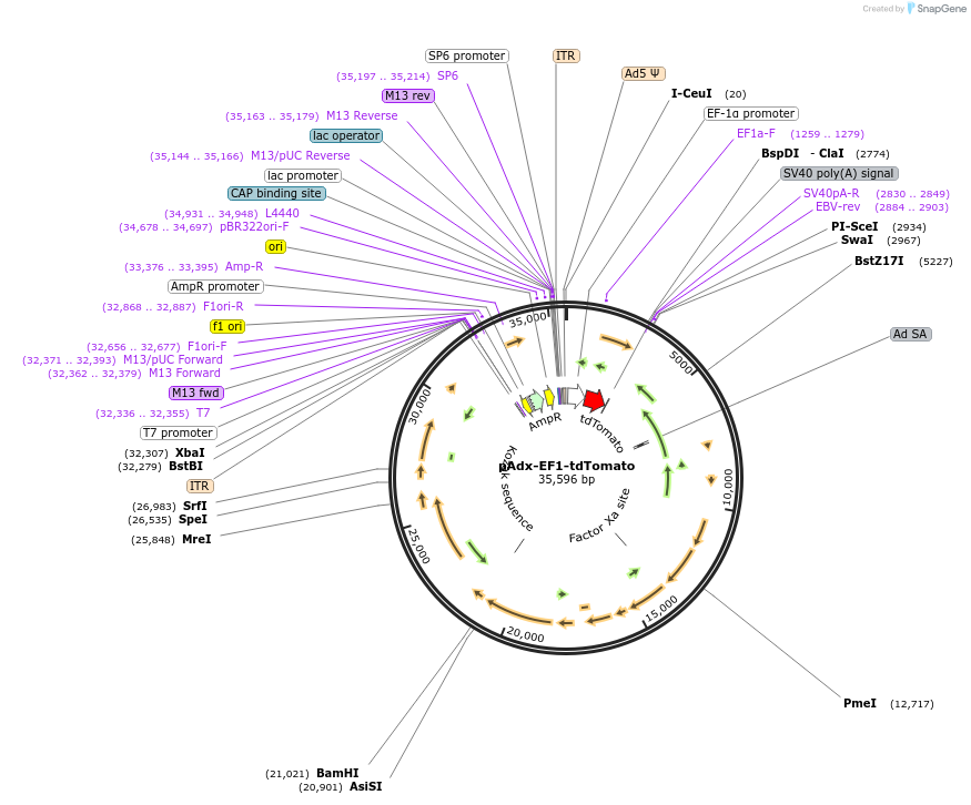 73354-plasmid-map-sequence-id-151558